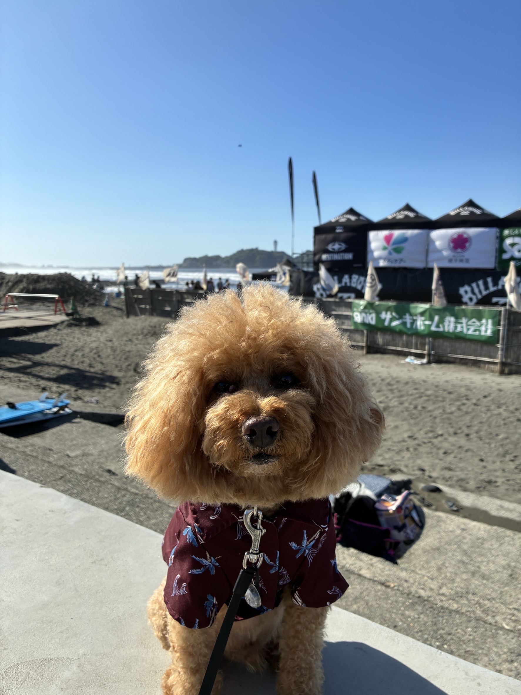 鵠沼海岸にて